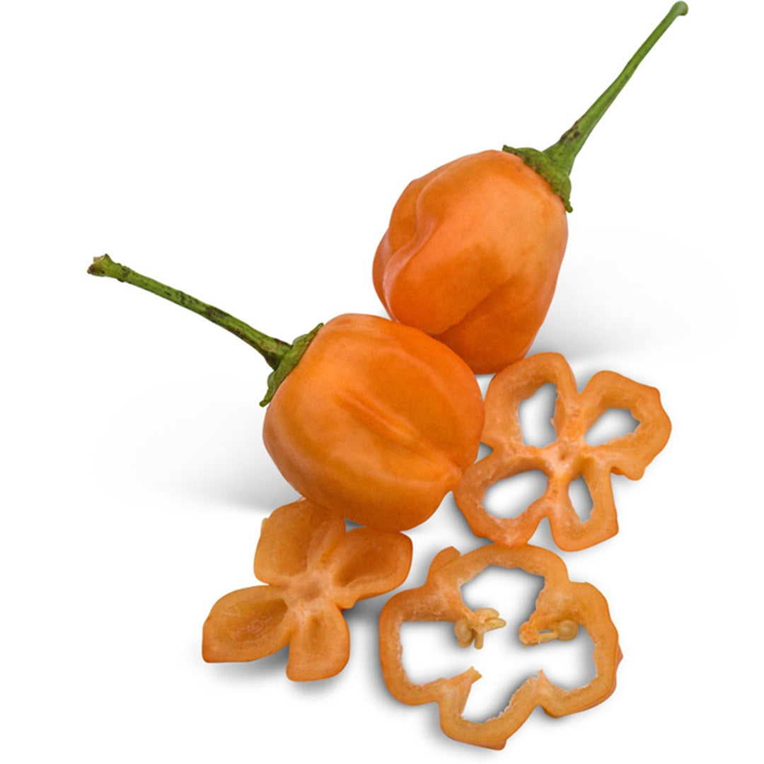 Aji Mango Hot Peppers on a white background.