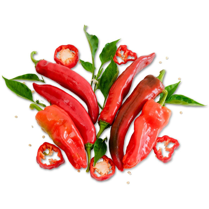 Aleppo Hot Peppers on a white background.