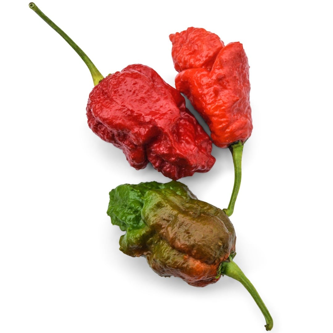 Trio of Apocalypse Scorpion Hot Peppers on a white background.