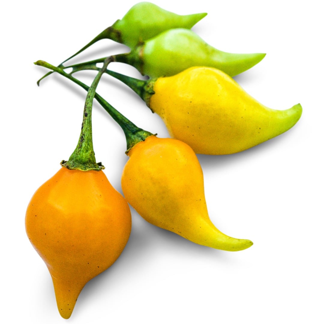 Biquinho Yellow Hot Peppers on a white background.