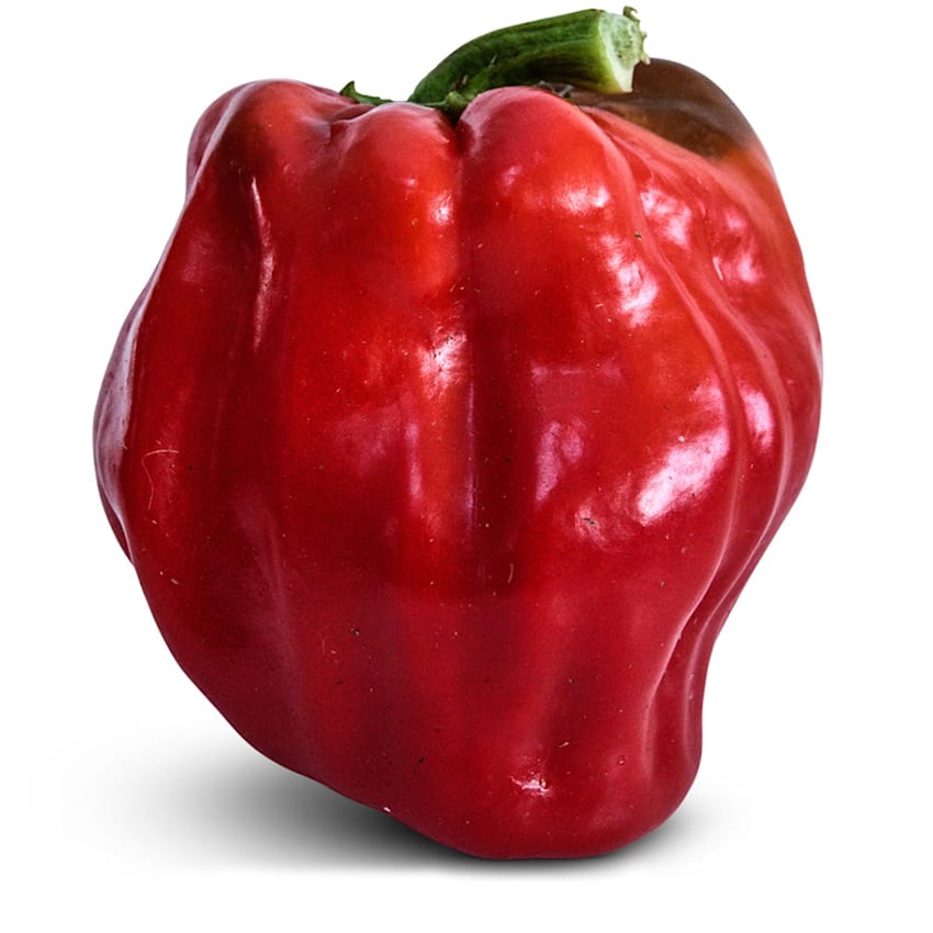 A single Botan Kosho Chili Pepper on a white background.
