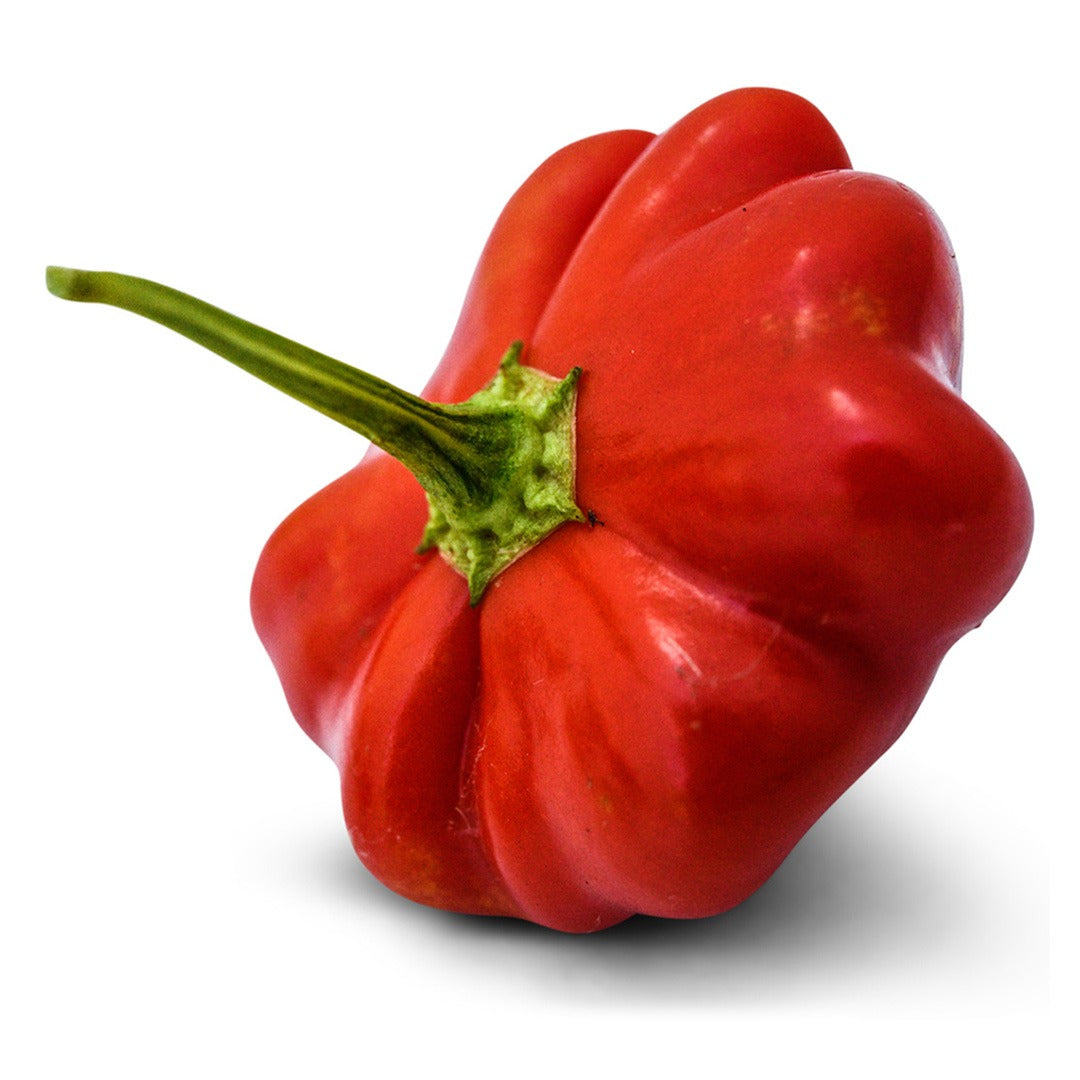 Brazilian Starfish Hot Pepper on a white background.