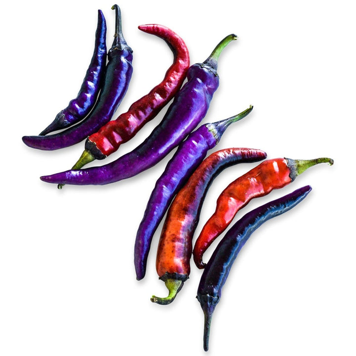 Buena Mulata Peppers in various shades on a white background.