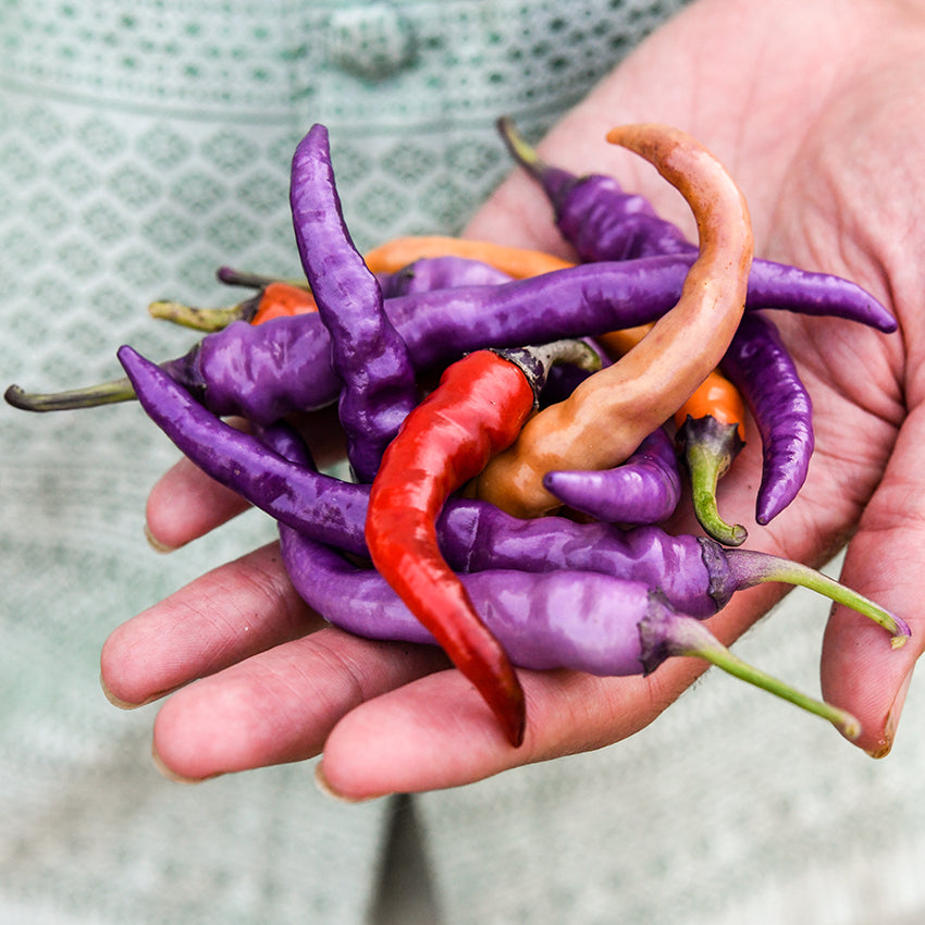 Buena Mulata Peppers in varying shades in hand