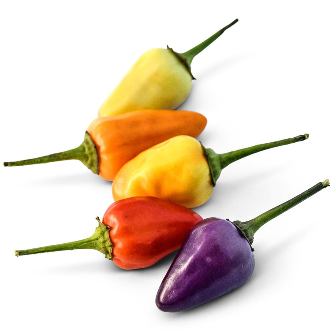 Chinese Five Color Hot Peppers in various shades on a white background.