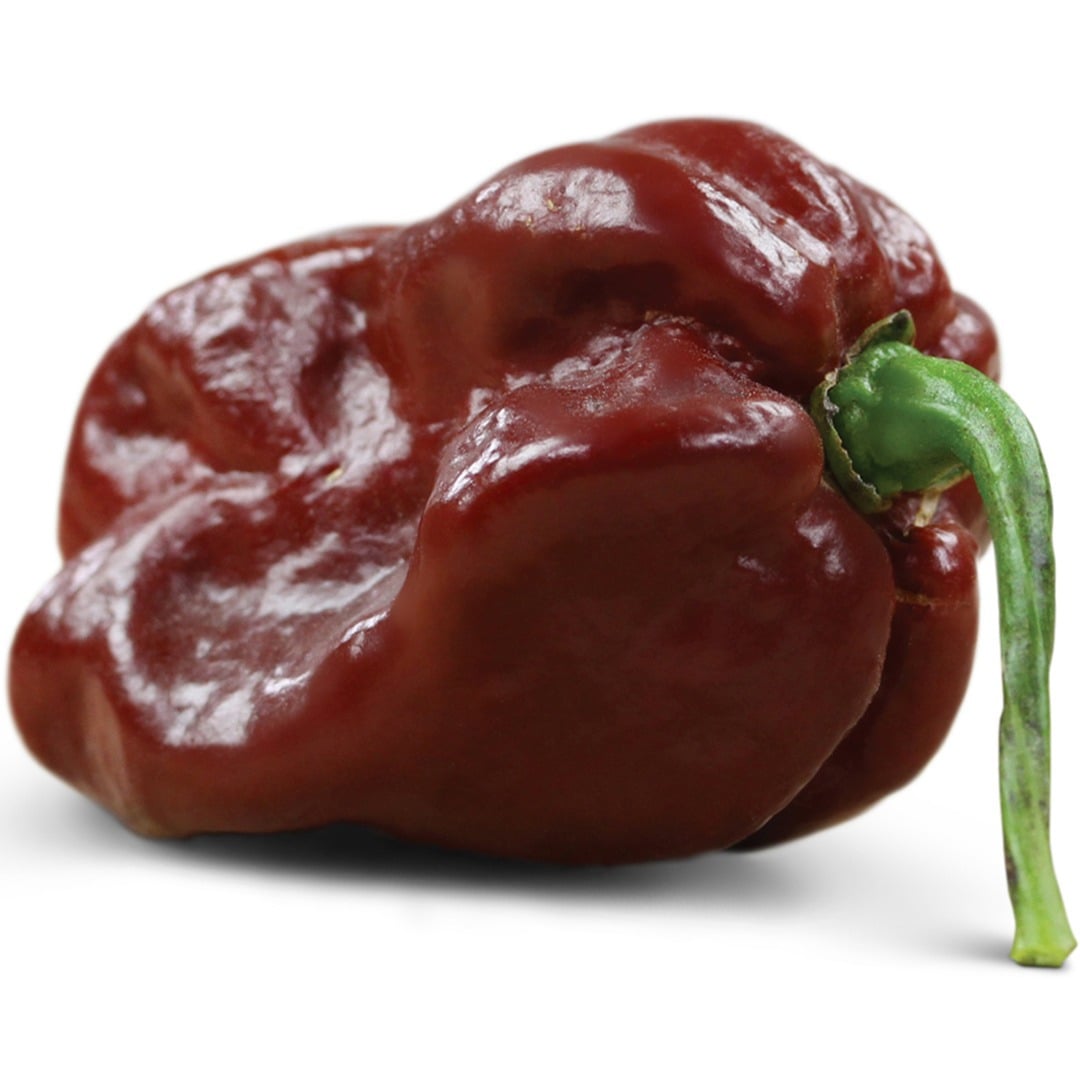 Close up view of Chocolate Habanero Hot Pepper on a white background.