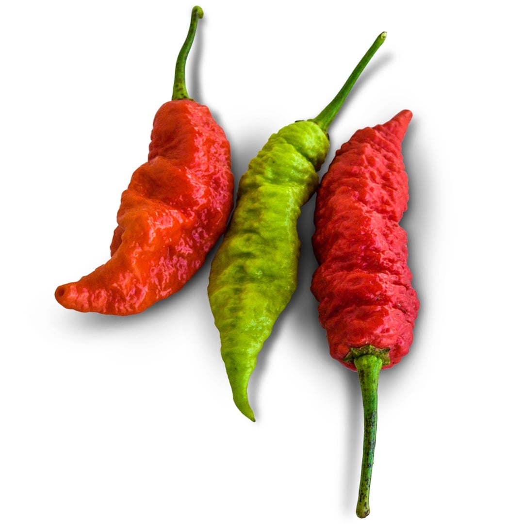 Trio of Death Spiral Hot Peppers on a white background.