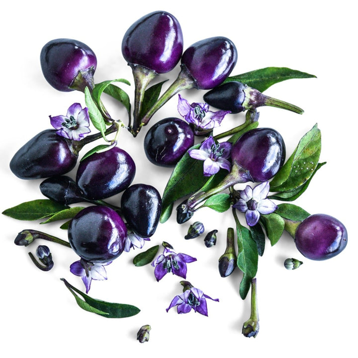 Filius Blue Hot Peppers with foliage on a white background.