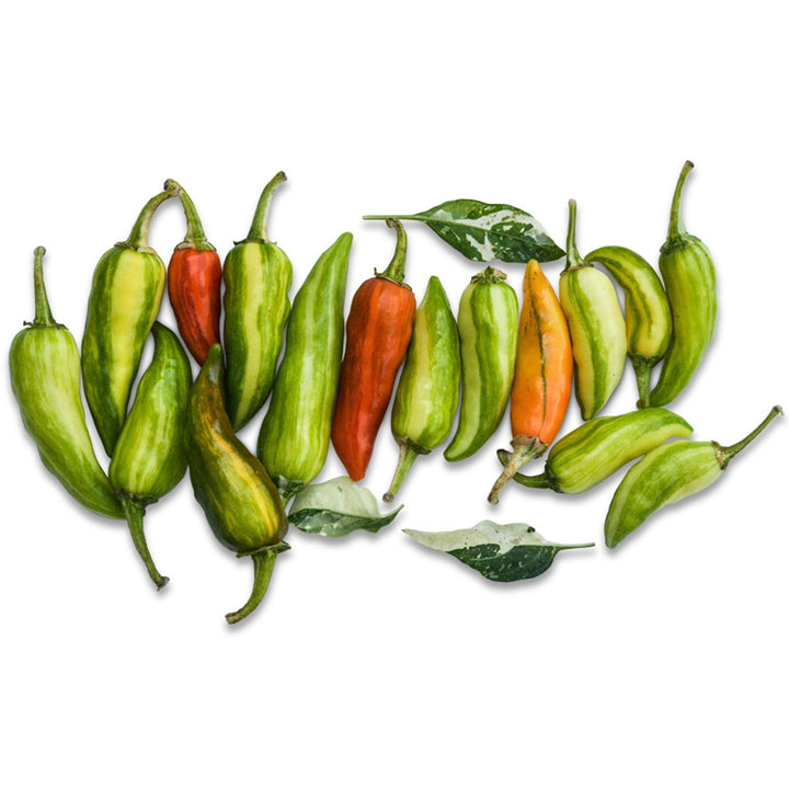 Several Fish Hot Peppers on a white background.