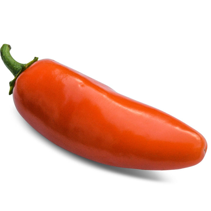 Single Orange Spice Jalapeno Hot Pepper on a white background.