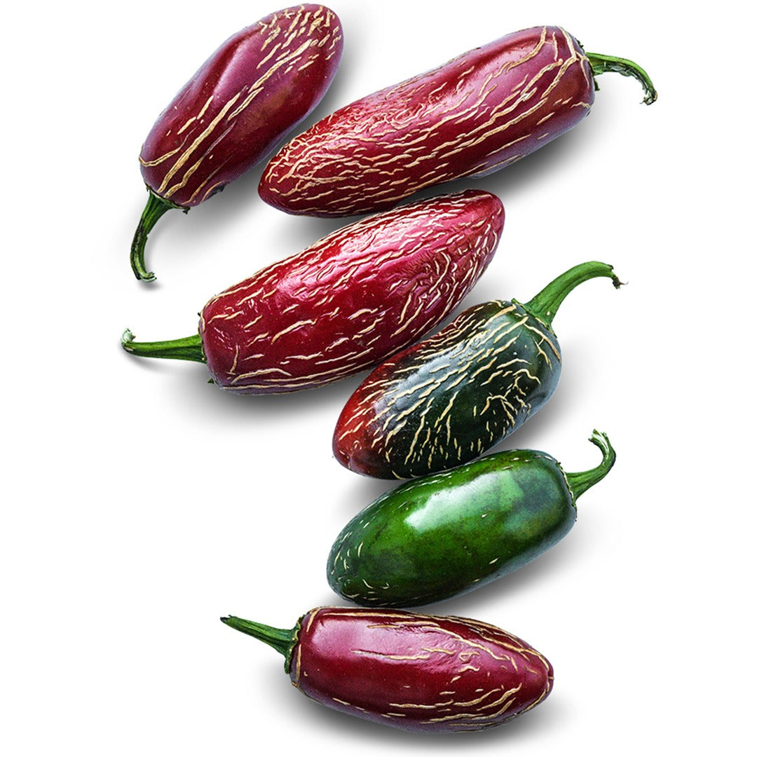 Zapotec Jalapeno Peppers on a white background.