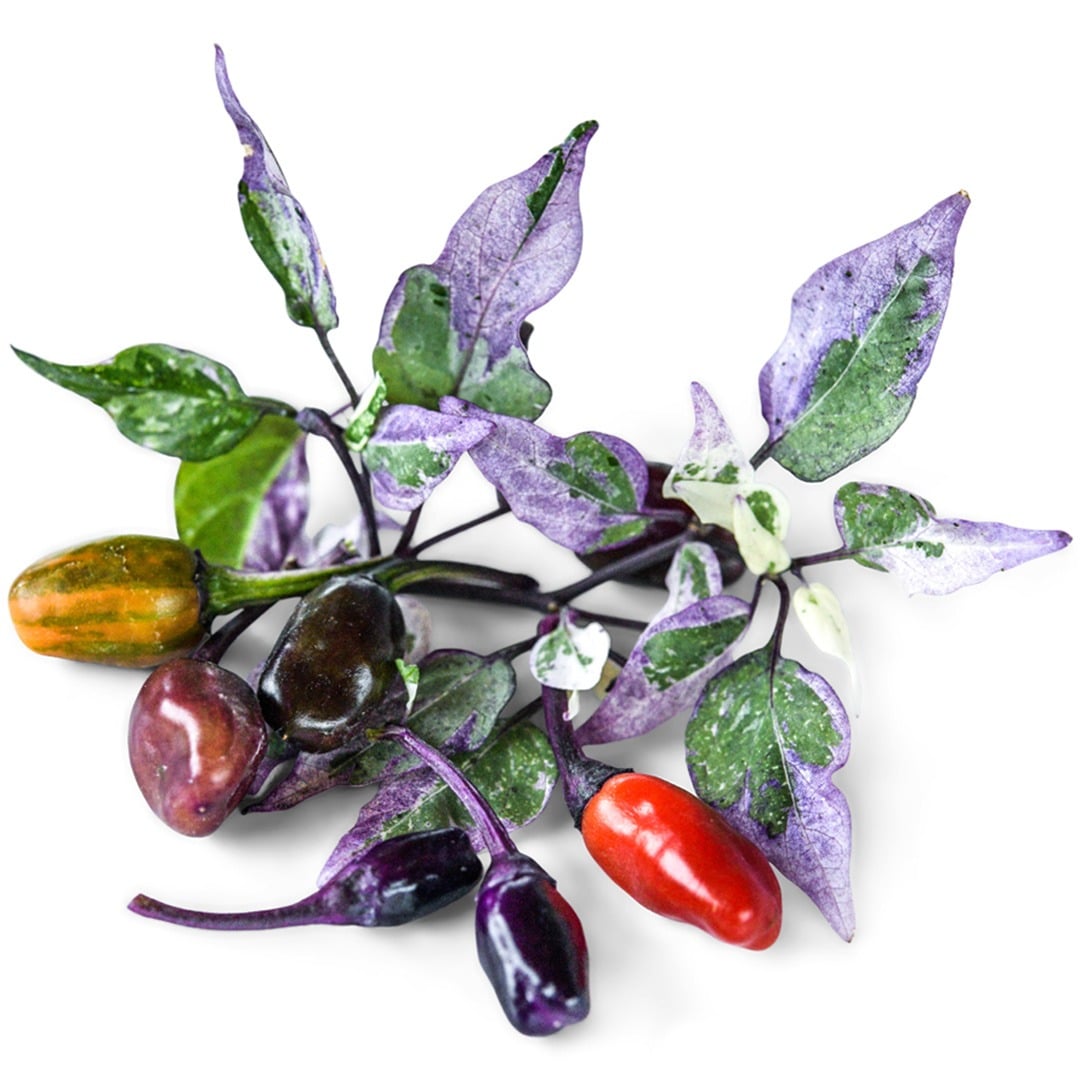 Jigsaw Peppers in varying shades and stages of maturity on a white background.