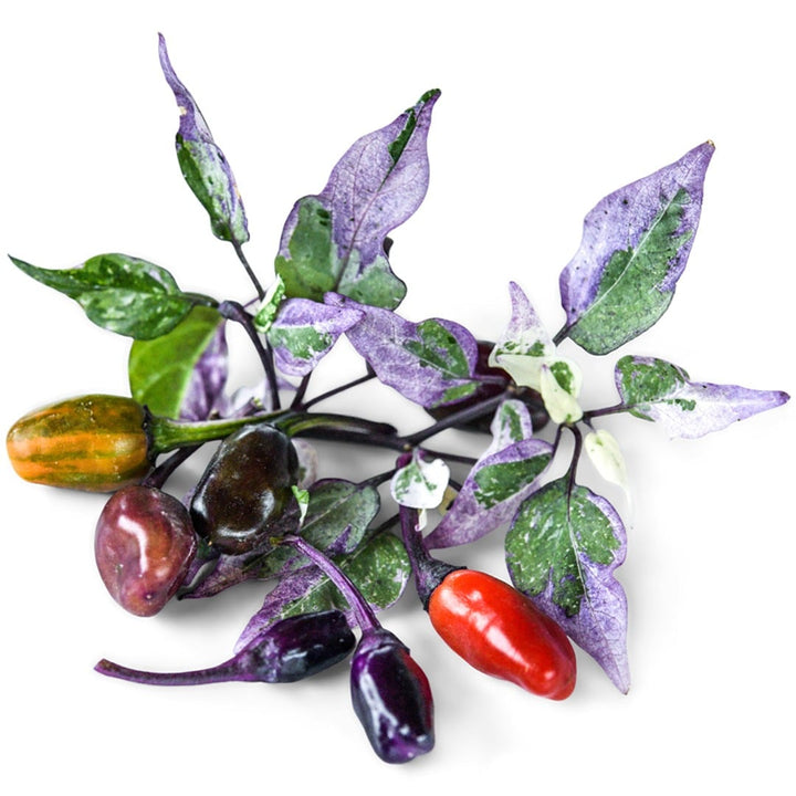 Jigsaw Peppers in varying shades and stages of maturity on a white background.