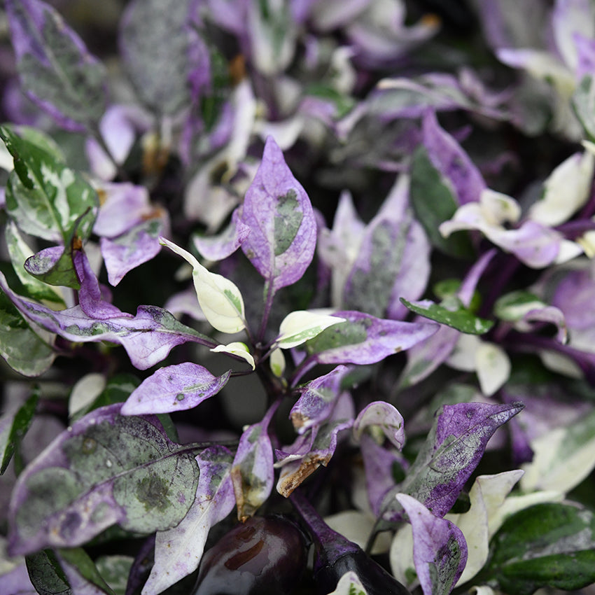 Purple and green Jigsaw Pepper foliage