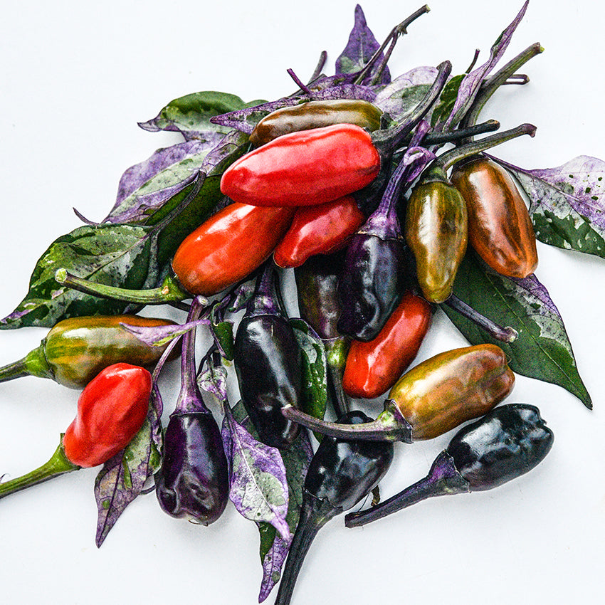Jigsaw Peppers in various colors with foliage on white background.