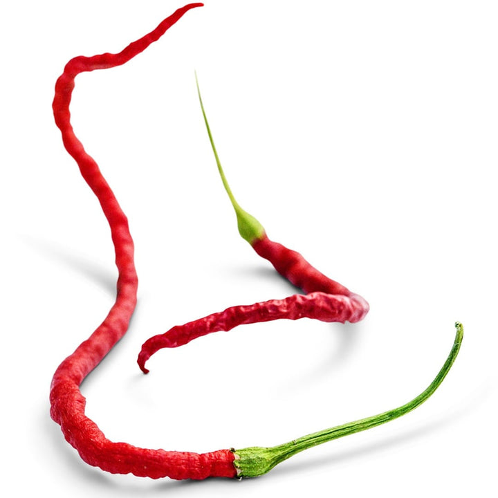 Pair of Kaddi Mirchi Hot Peppers on a white background.