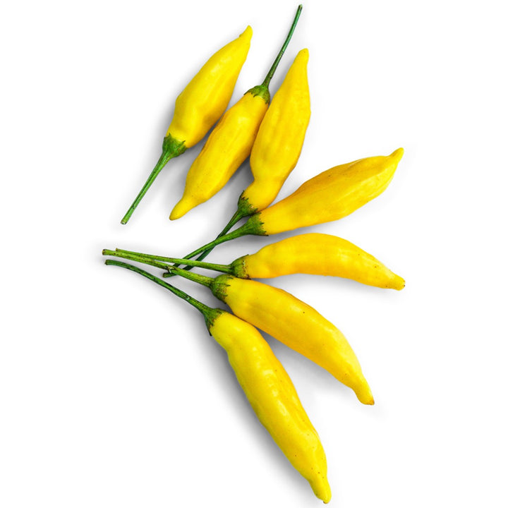 Lemon Drop Hot Peppers on a white background.