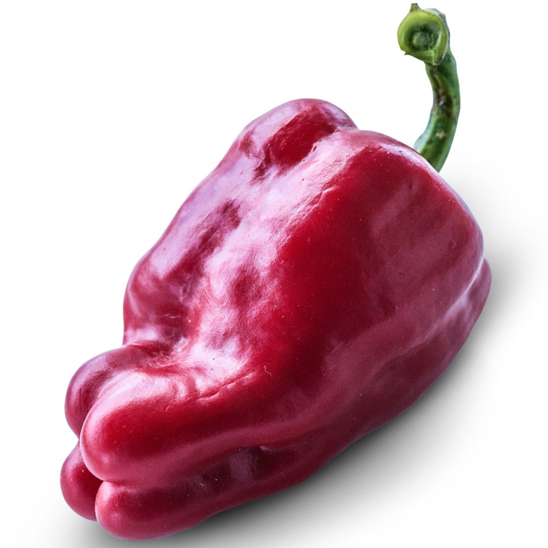 Single Leutschauer Paprika Hot Pepper on a white background.