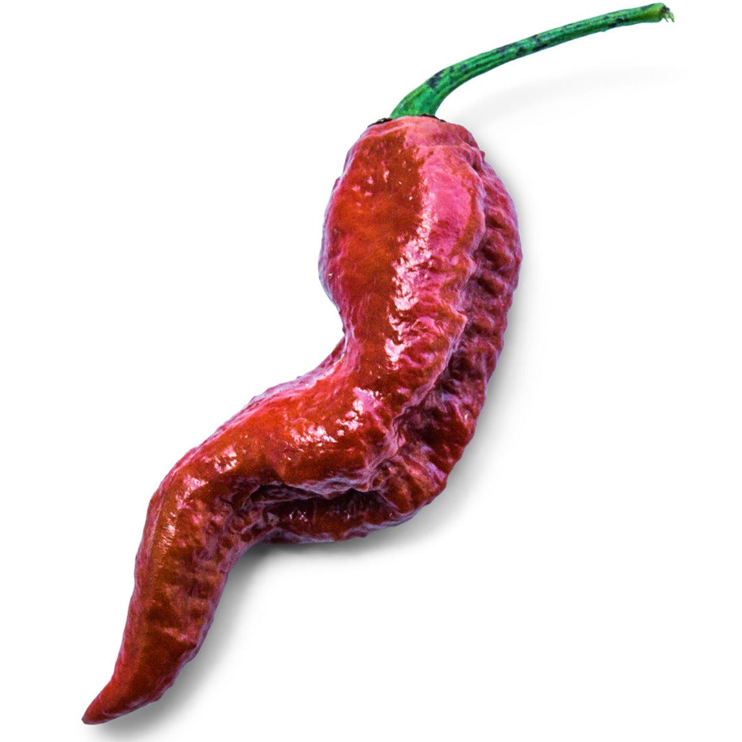 Close up of Leviathan Gnarly Scorpion Hot Pepper on a white background.