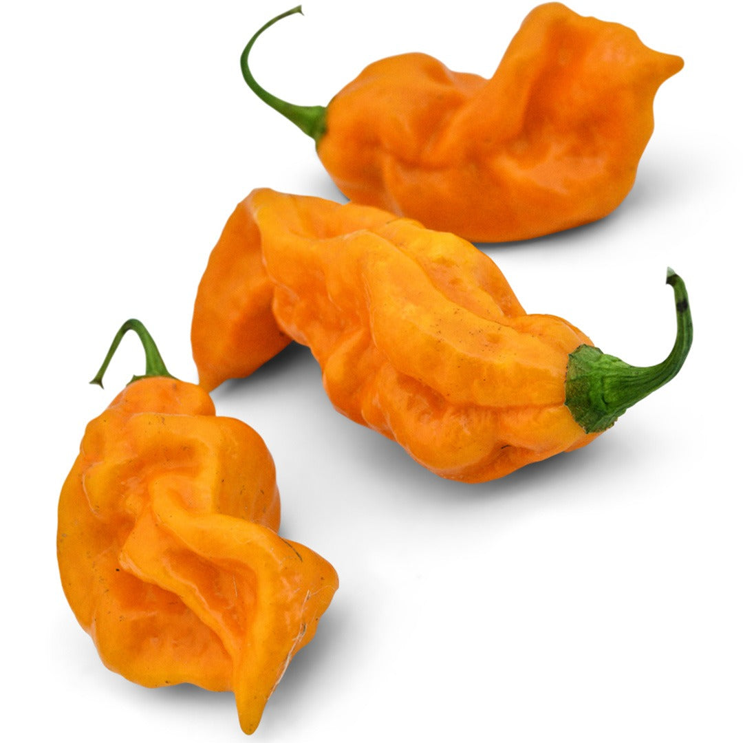 Ojeenmma Hot Peppers on a white background.