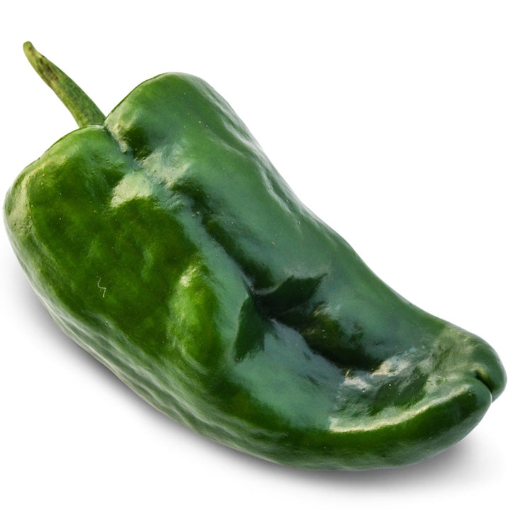 Poblano Hot Pepper on a white background.