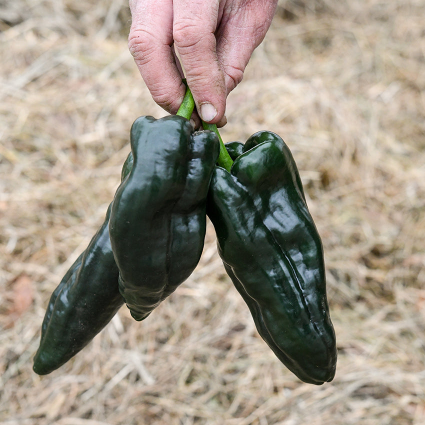 Trio of Poblano Peppers being held up in garden.