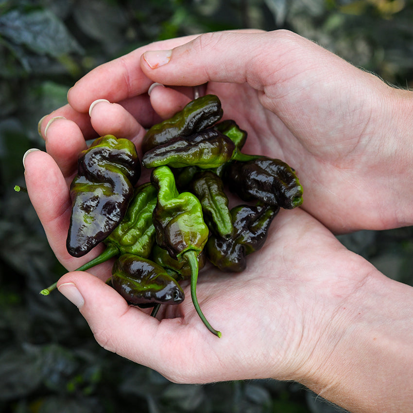 Handful green and black Puma Peppers.