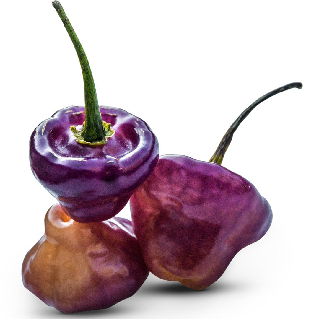 Purple Perfume Hot Peppers on a white background.