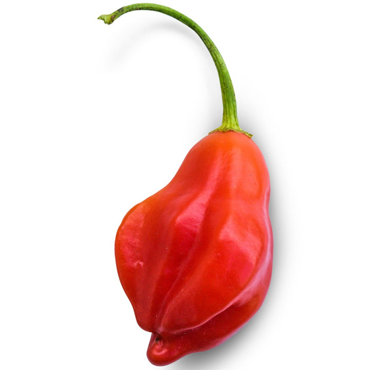 Close up of Rain Forest Chili Hot Pepper on a white background.