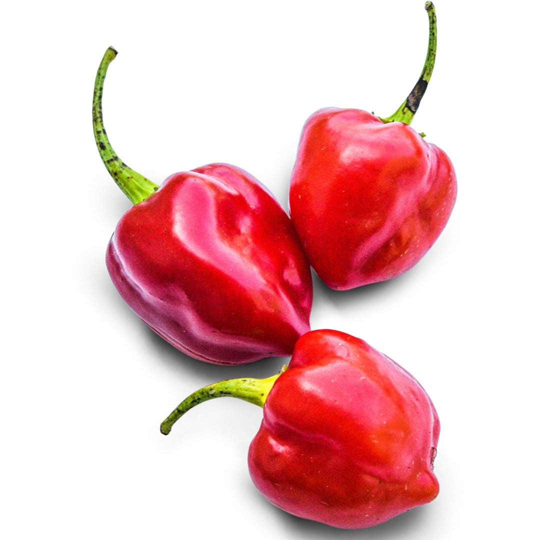 Trio of Red Savina Hot Peppers on a white background.