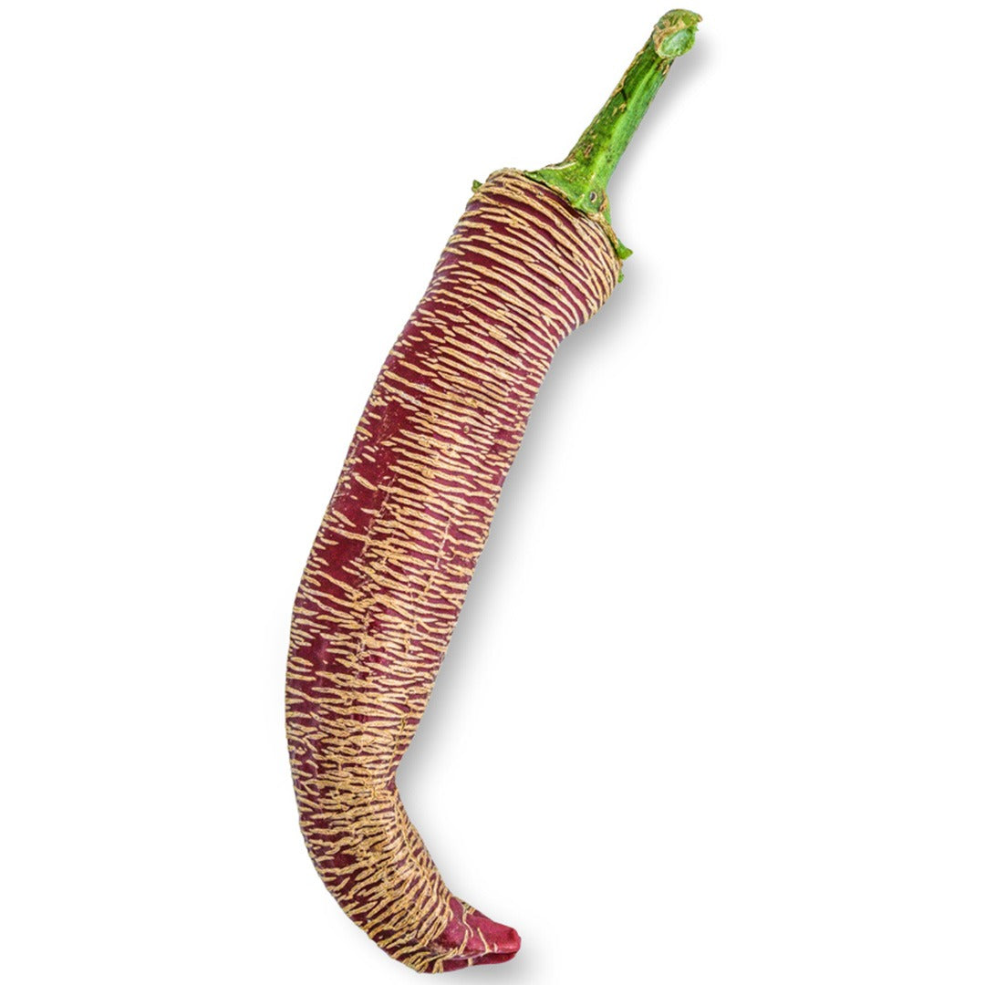 Close up of single Rezha Macedonian Hot Pepper on a white background.
