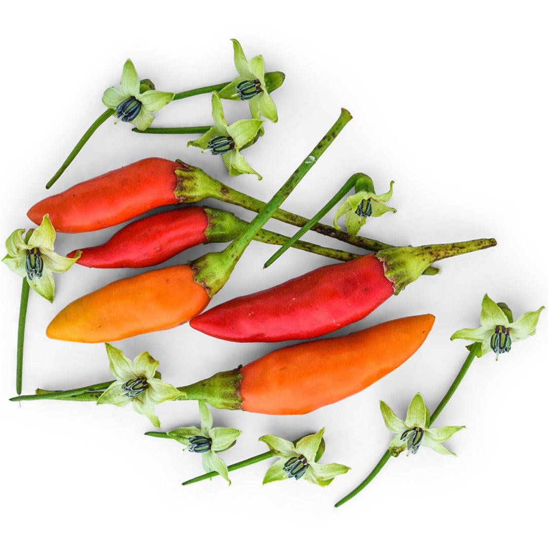 Tabasco Hot Peppers with blooms on a white background.