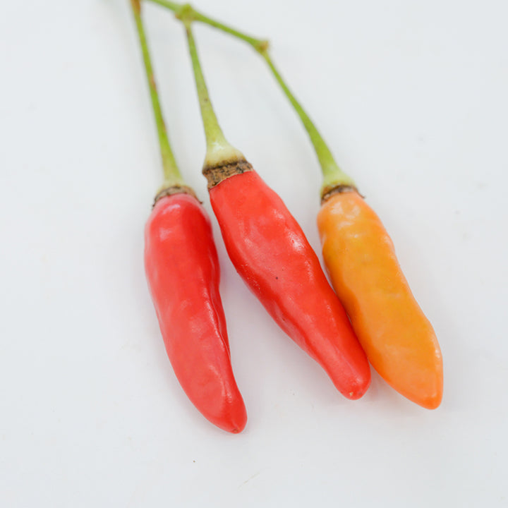 Tabasco Peppers on white background.