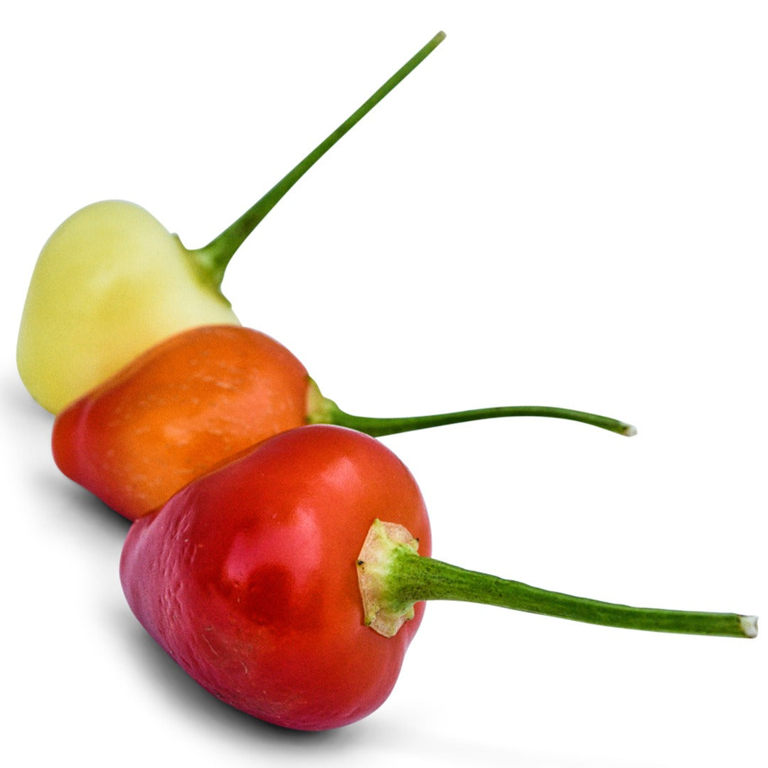Trio of Trepadeira Werner Hot Peppers on a white background.