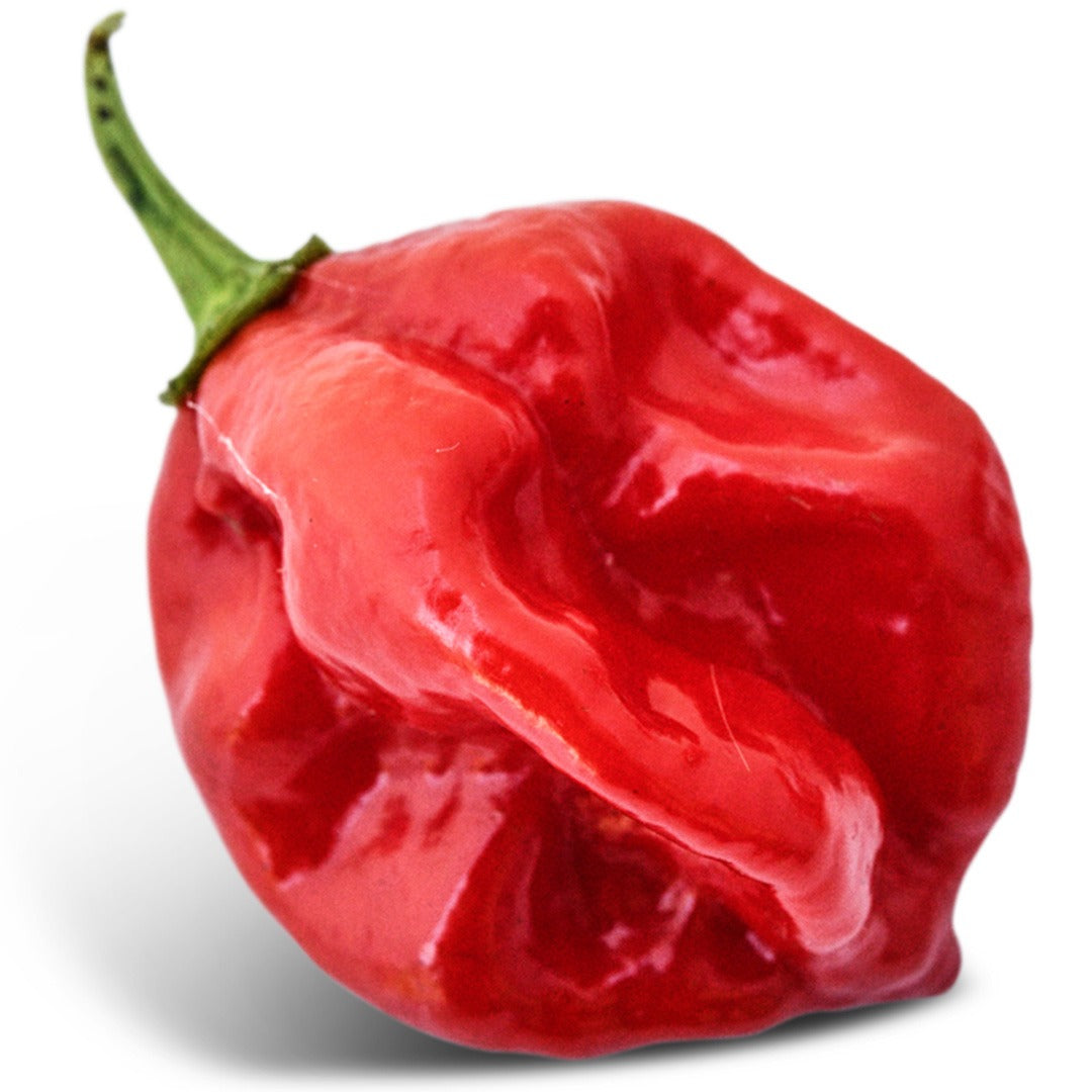 Close up of West Indies Red Habanero on a white background.
