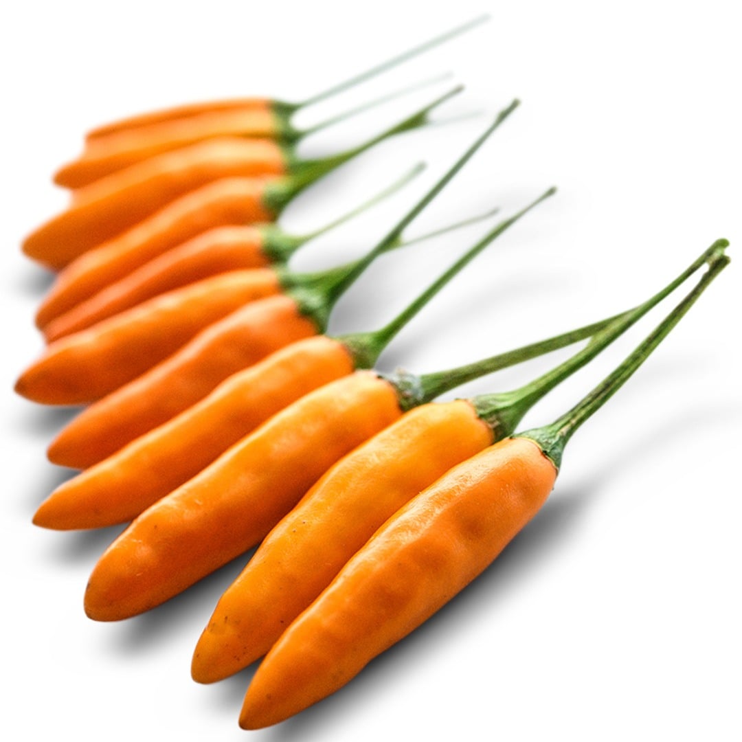 A dozen or so Yellow Piquin peppers lined up on a white background.