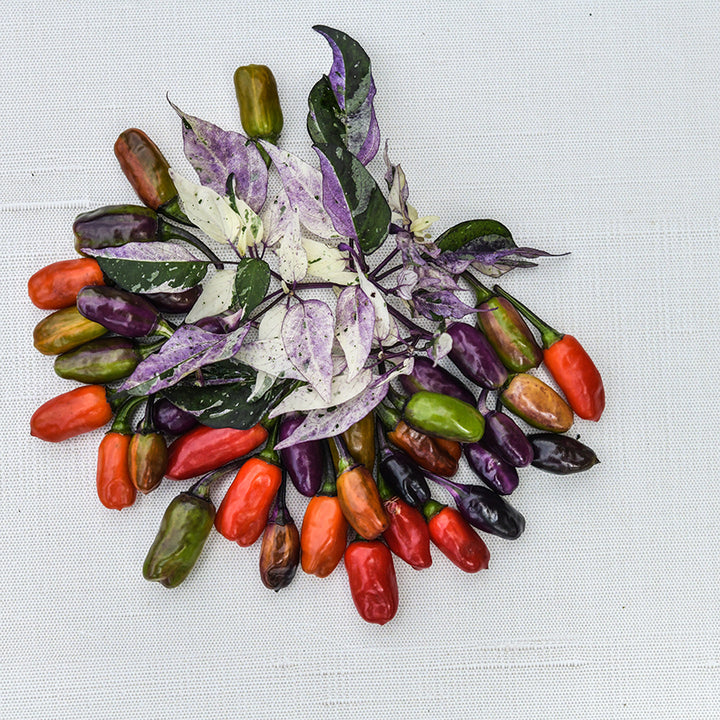 Jigsaw Peppers in varying shades and stages of maturity.