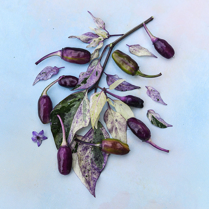 Jigsaw Pepper with colorful foliage on light multicolored background.
