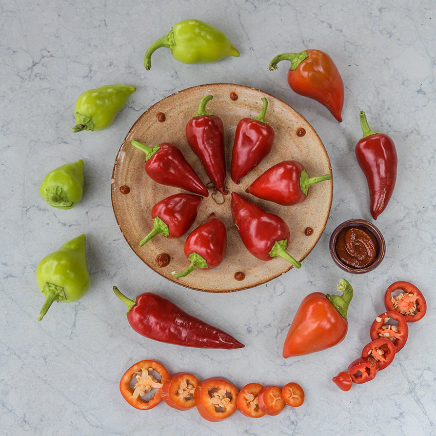 Kalugeritsa Roasting Peppers in varying stages of maturity.