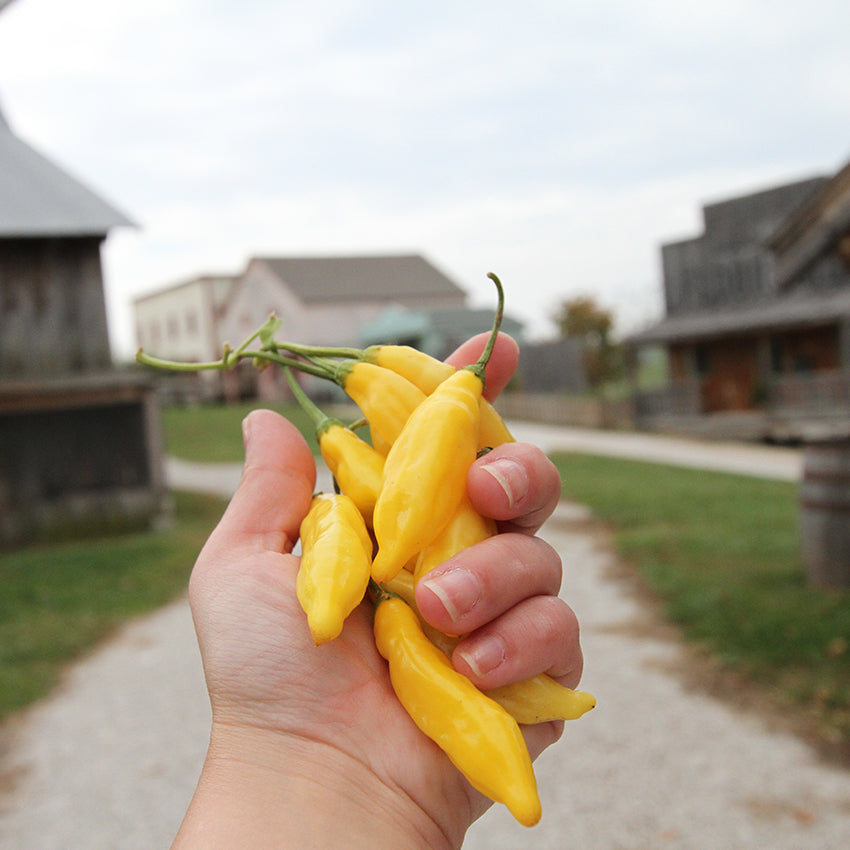 Lemon Drop Pepper held out in Baker Creek Village.