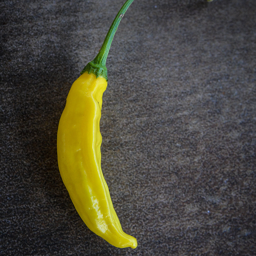 Single Lemon Drop Pepper on gray backdrop.