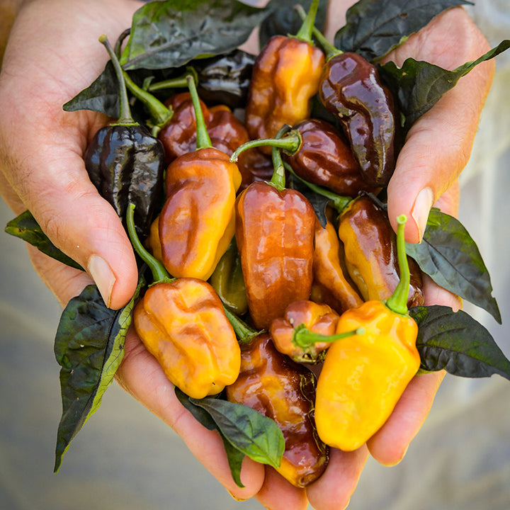 Handful Puma Peppers with foliage