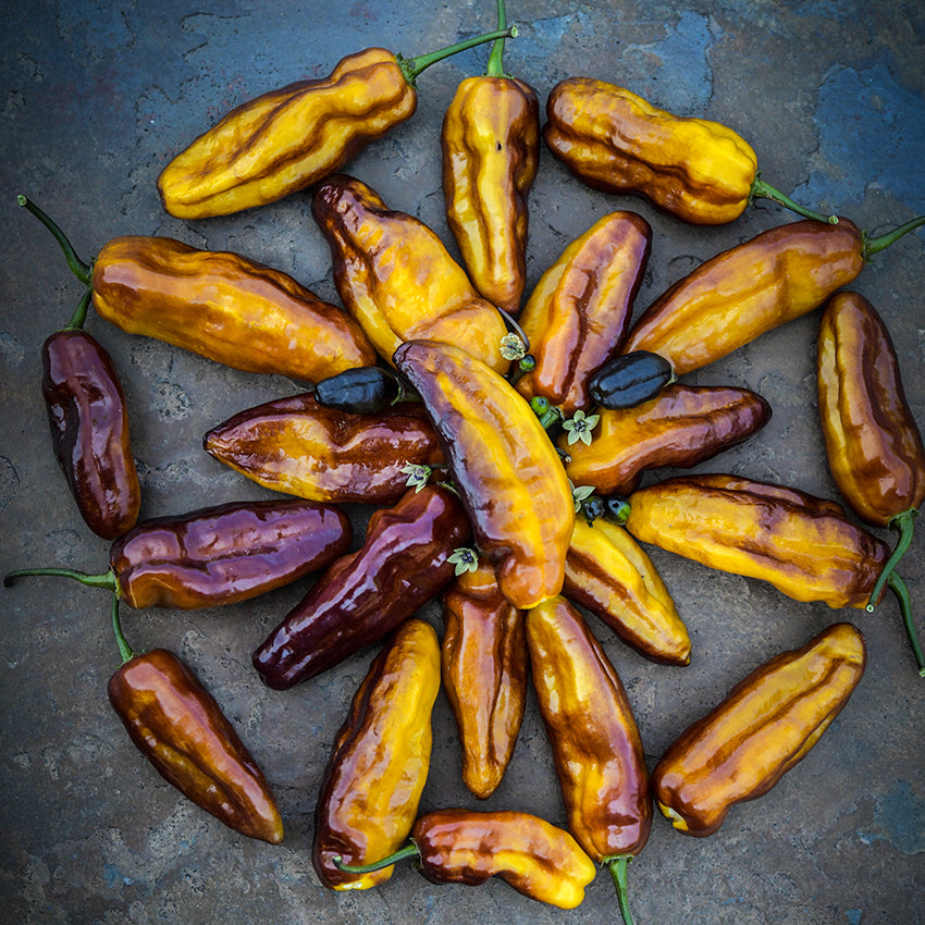 Puma Peppers in circular arrangement on blue background.