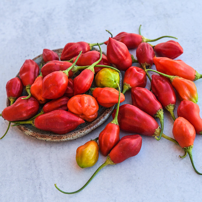 Rain Forest Peppers on light blue background.