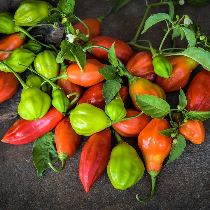 Rain Forest Pepper in varying colors on dark gray background.