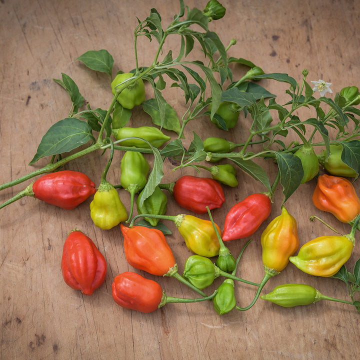 Rain Forest Pepper still on vine.