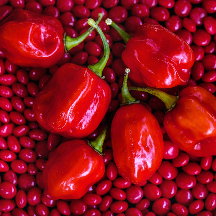 Red Savina Peppers on a bed of red hot candies.