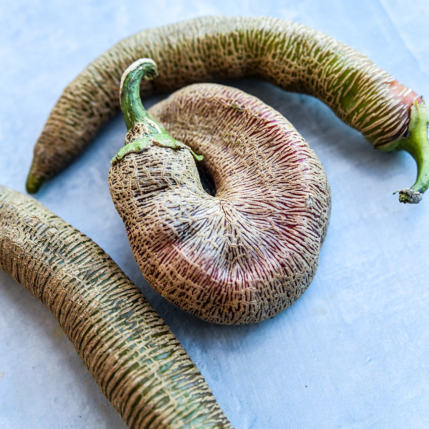 Rezha Macedonian Pepper curled on light blue background.