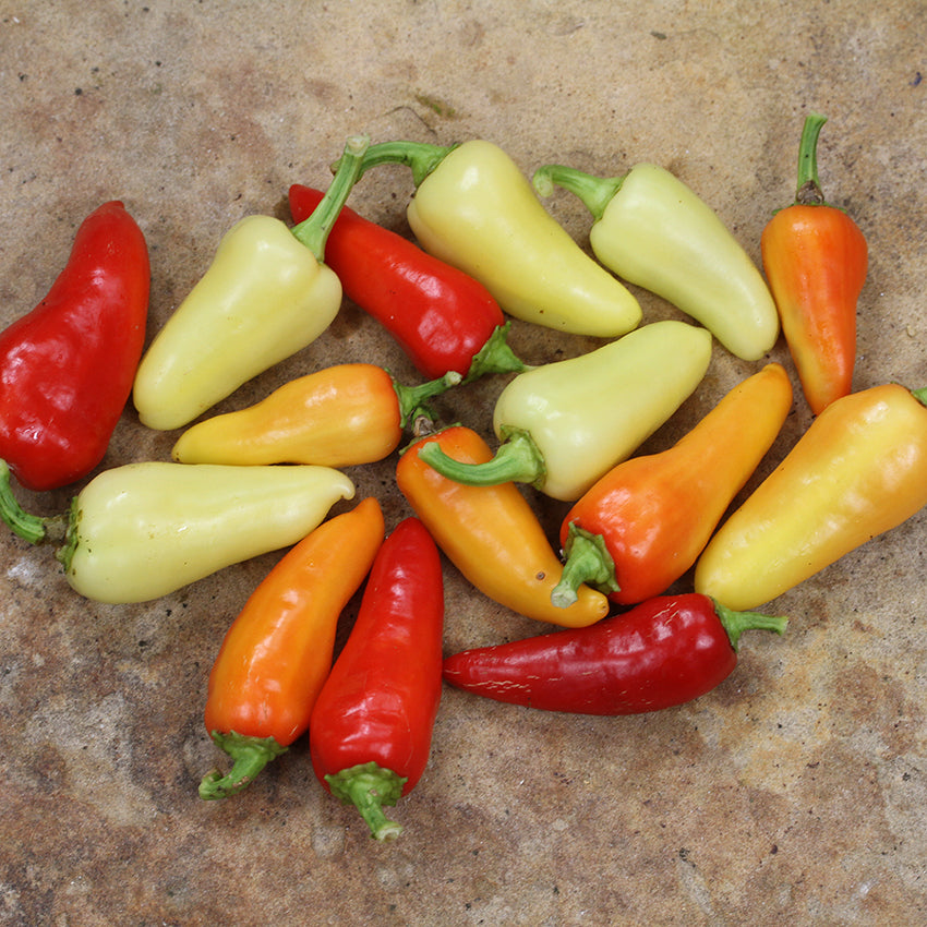 Santa Fe Grande Peppers in varying colors on neutral background.