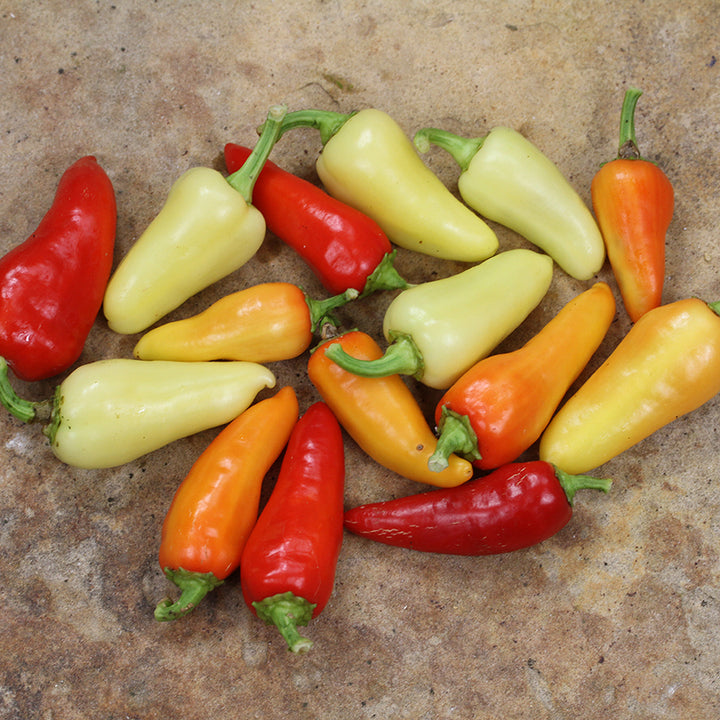 Santa Fe Grande Peppers in varying colors on neutral background.